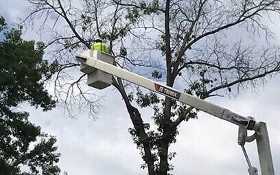 Tree Service Garland TX